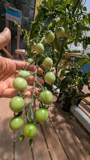 Rosella Cherry Tomato Seedling