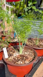 Mamouth Fennel Seedling