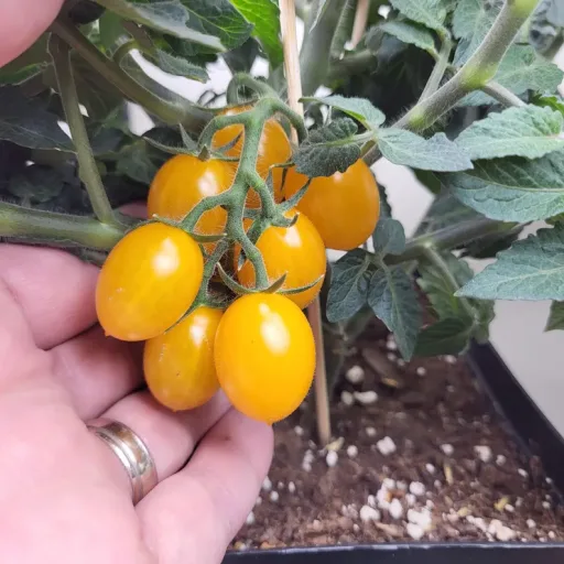 Micro Tomato - Sweet Louis Seedling