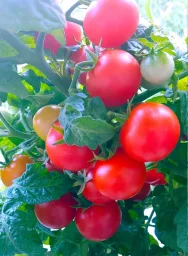 Micro Tomato - Vilma Seedling