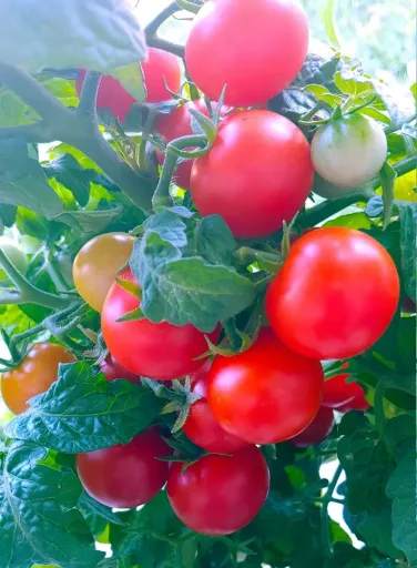 Micro Tomato - Vilma Seedling