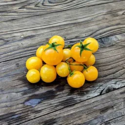 Micro Tomato - Monetka Seedling