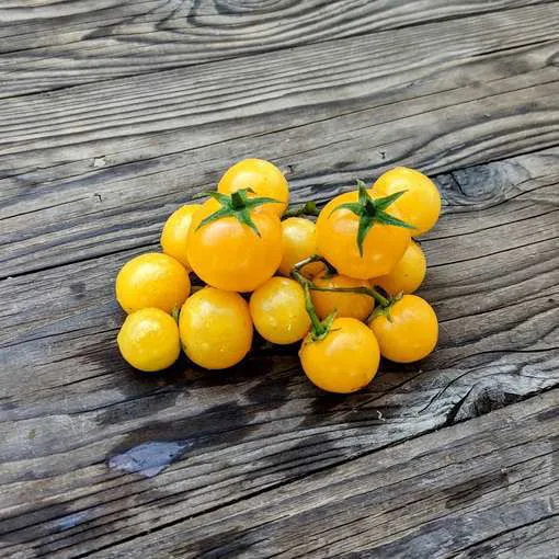 Micro Tomato - Monetka Seedling