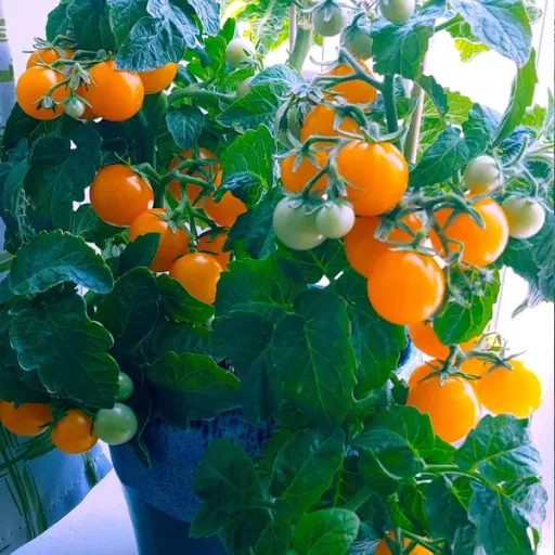 Micro Tomato - Jochalos Seedling