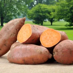 Sweet Potato - Orange