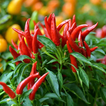Pepper - Thai Bird's Eye