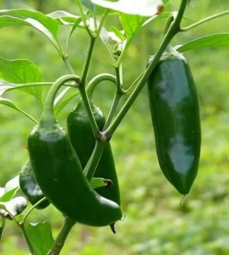 Pepper - Jumbo Jalapeno