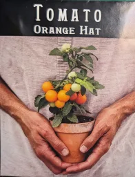 Orange Hat Cherry Patio Tomato Seedling